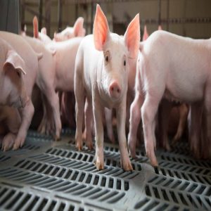 Pig farming challenge AnimalYeast