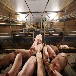 Pig farming1 AnimalYeast