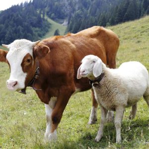 Ruminants AnimalYeast
