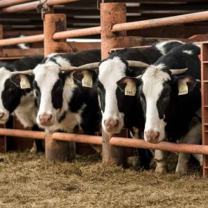 Ruminants challenge AnimalYeast