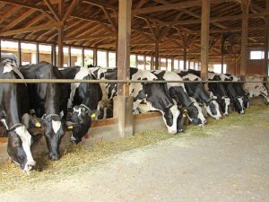 Yeast Culture Ruminants AnimalYeast yeast culture feed efficiency in animal production