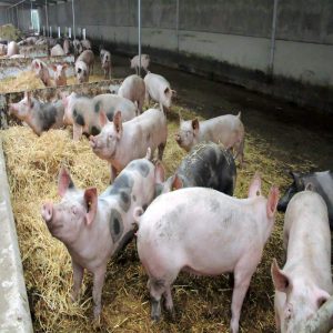 piglet farming AnimalYeast
