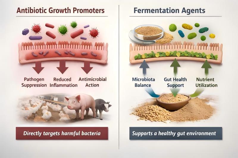 fermentation agents vs antibiotic growth promoters in animal feed