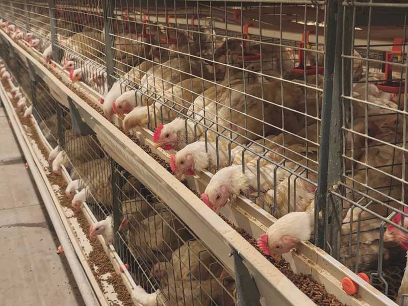 Broiler chickens AnimalYeast