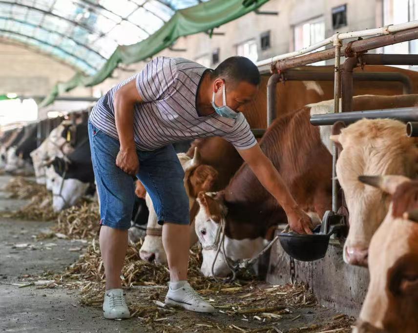 cattle farming AnimalYeast