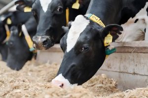 dairy cow feeding calmly in barn representing rumen stability and microbial balance