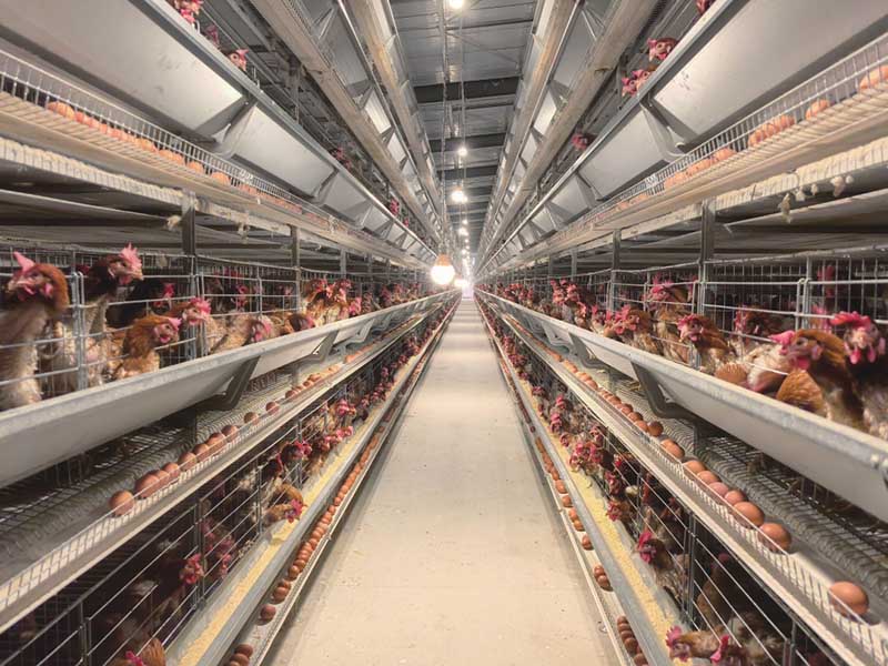 laying hens AnimalYeast