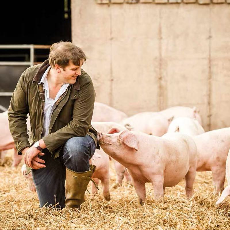 pig farming challenge AnimalYeast