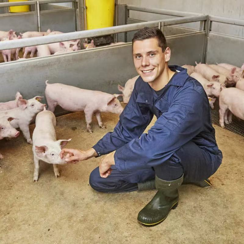 pig farming AnimalYeast