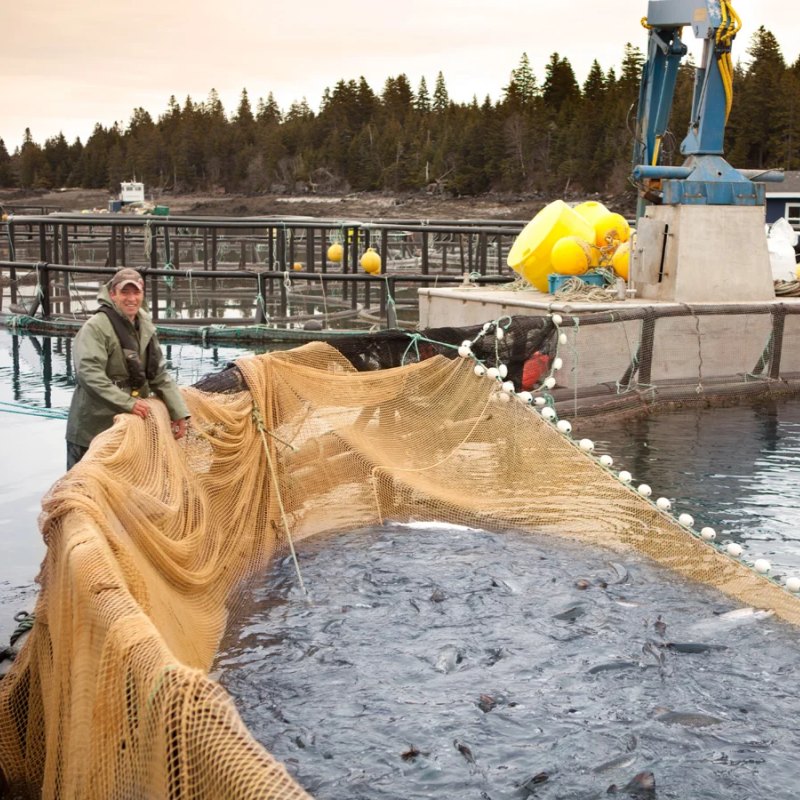 Aquatic feed AnimalYeast