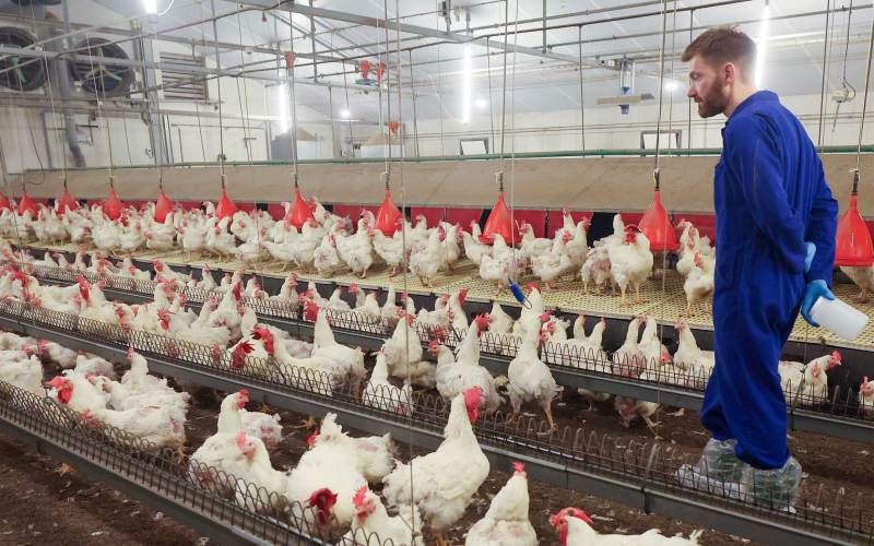 Poultry farming AnimalYeast
