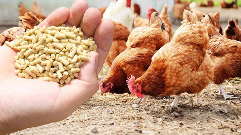 Poultry feed additives AnimalYeast
