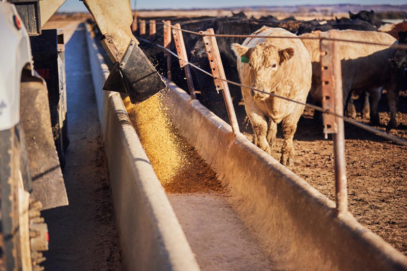 Yeast culture feed additives challenge AnimalYeast