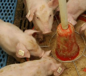 Livestock production systems where fermentation-derived metabolites improve feed efficiency