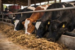 Yeast culture used in livestock feed to improve nutrient digestibility