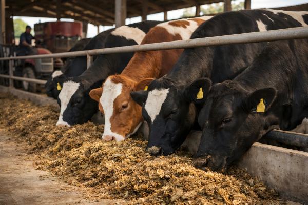 Yeast culture used in livestock feed to improve nutrient digestibility