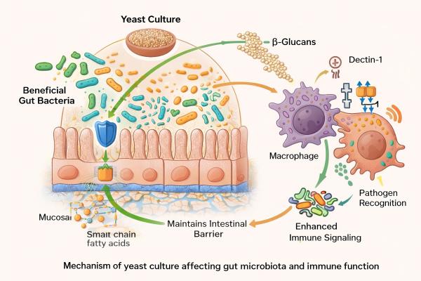 yeastculturegutimmunemechanism AnimalYeast Mechanism of yeast culture affecting gut microbiota and immune function