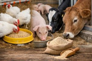 Yeast culture feed additive supporting immune health in livestock