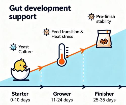 broiler production cycle yeast culture application timing