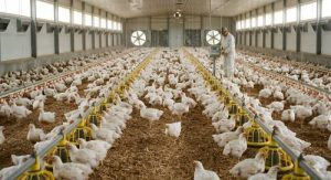 Healthy broiler chickens raised in a high-density commercial poultry house with stable litter and modern environmental management.