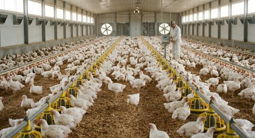 highdensitybroilerproductionyeastculture AnimalYeast Healthy broiler chickens raised in a high density commercial poultry house with stable litter and modern environmental management