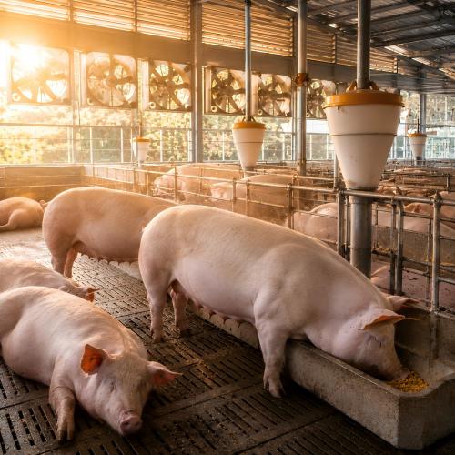 sowheatstressreproductivestability AnimalYeast Commercial sow maintaining stable feeding behavior during warm environmental conditions in modern swine production