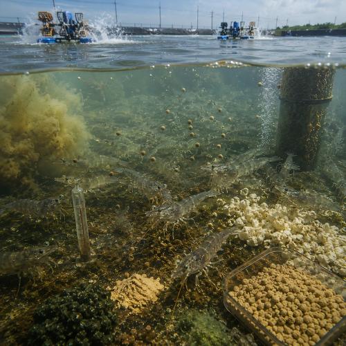 Environmental and nutritional stress factors influencing digestive stability in intensive shrimp farming
