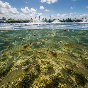 Healthy shrimp feeding in a modern intensive aquaculture production system with stable environmental conditions