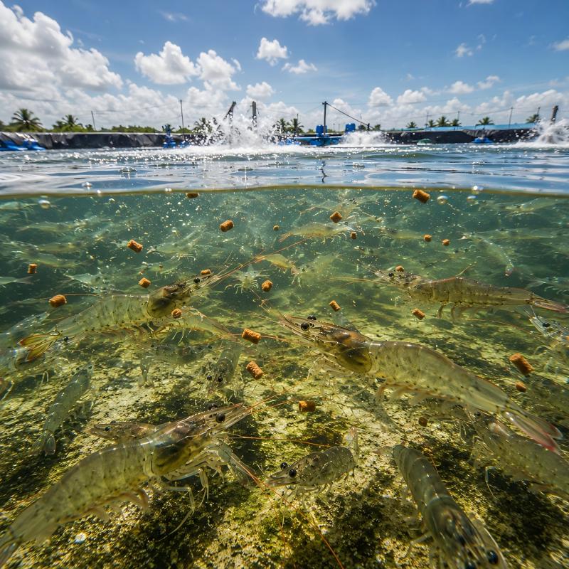 Healthy shrimp feeding in a modern intensive aquaculture production system with stable environmental conditions