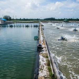 Comparison of aquaculture production conditions showing why farm performance results may vary between operations