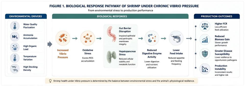 Mechanism showing the biological response pathway of shrimp under chronic Vibrio pressure from environmental stress to production performance